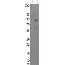 兔抗MUSK(Phospho-Tyr755)多克隆抗體