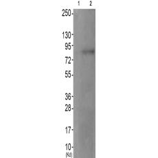 兔抗MAPT(Phospho-Ser202)多克隆抗體