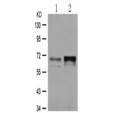兔抗PAK1 (Phospho-Thr212)多克隆抗體
