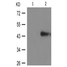 兔抗NCF1(Phospho-Ser359)多克隆抗體
