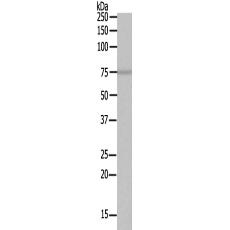 兔抗NSF多克隆抗體