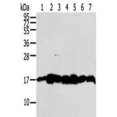 兔抗NME2多克隆抗體