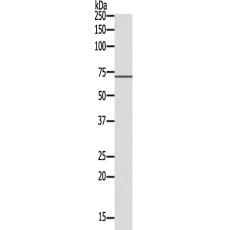 兔抗MAP9多克隆抗體