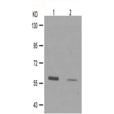 兔抗MYC (Phospho-Ser373)多克隆抗體