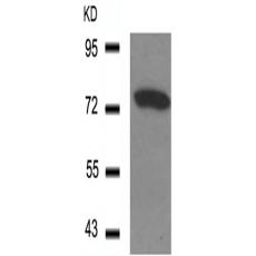 兔抗SYN1(Phospho-Ser9) 多克隆抗體