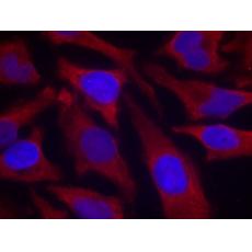 兔抗SYN1(Phospho-Ser9) 多克隆抗體