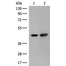 兔抗ORC4多克隆抗體