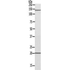 兔抗MRPS12多克隆抗體