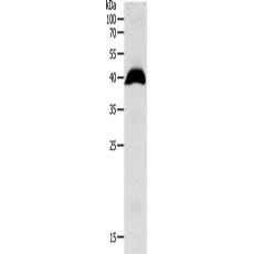 兔抗OPRL1多克隆抗體