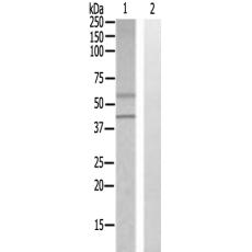 兔抗SLC30A9多克隆抗體