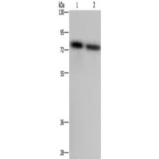 兔抗PABPC1多克隆抗體