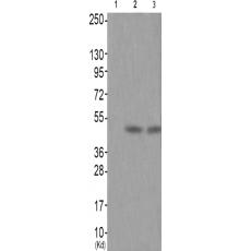 兔抗NCF1(Phospho-Ser304)多克隆抗體
