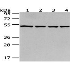 兔抗MRPS30多克隆抗體