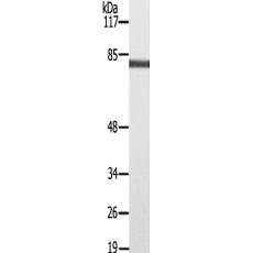 兔抗PRKCG(Ab-655)多克隆抗體