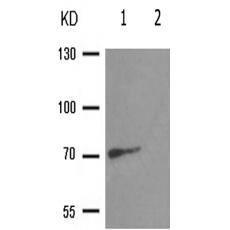兔抗RACGAP1(Phospho-Ser387) 多克隆抗體 