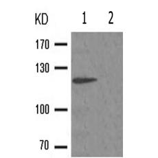 兔抗SREBF1(Phospho-Ser439)多克隆抗體