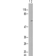兔抗MYC (Phospho-Thr58)多克隆抗體