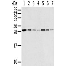 兔抗RPA2多克隆抗體 
