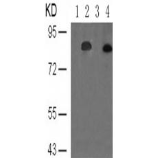  兔抗STAT3 (Phospho-Ser727)多克隆抗體    