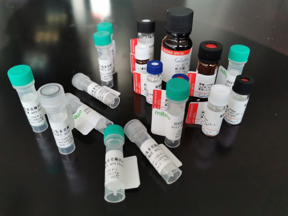 CDK2抗原（重組蛋白）