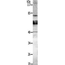 兔抗GAD12多克隆抗體 