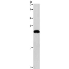 兔抗GAGE12I多克隆抗體 