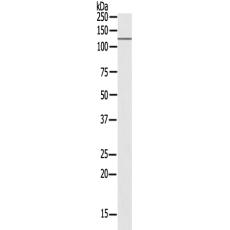  兔抗USP38多克隆抗體  