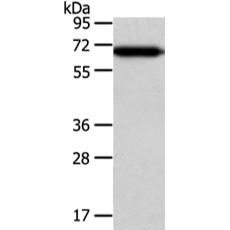  兔抗USP39多克隆抗體 