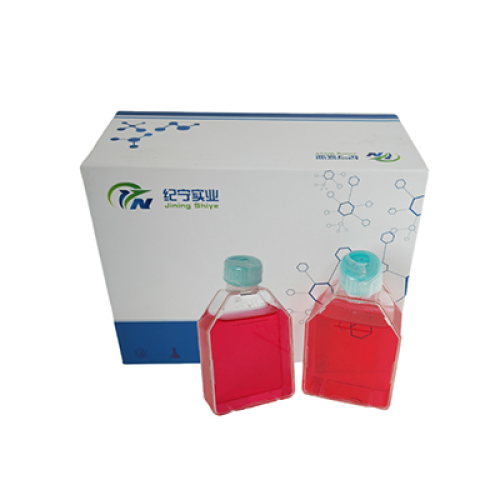 LLC-PK1豬腎細胞