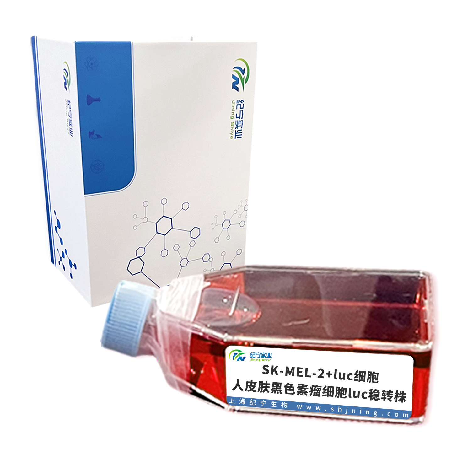 SK-MEL-2+luc細胞＿人皮膚黑色素瘤細胞luc穩(wěn)轉(zhuǎn)株