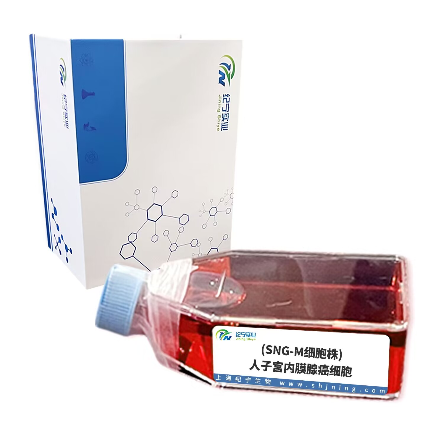 (SNG-M細胞株)人子宮內膜腺癌細胞