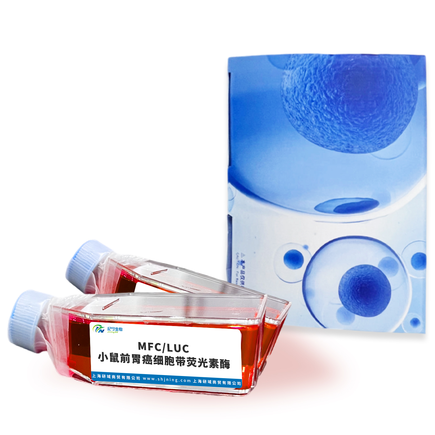 MFC/LUC小鼠前胃癌細(xì)胞帶熒光素酶
