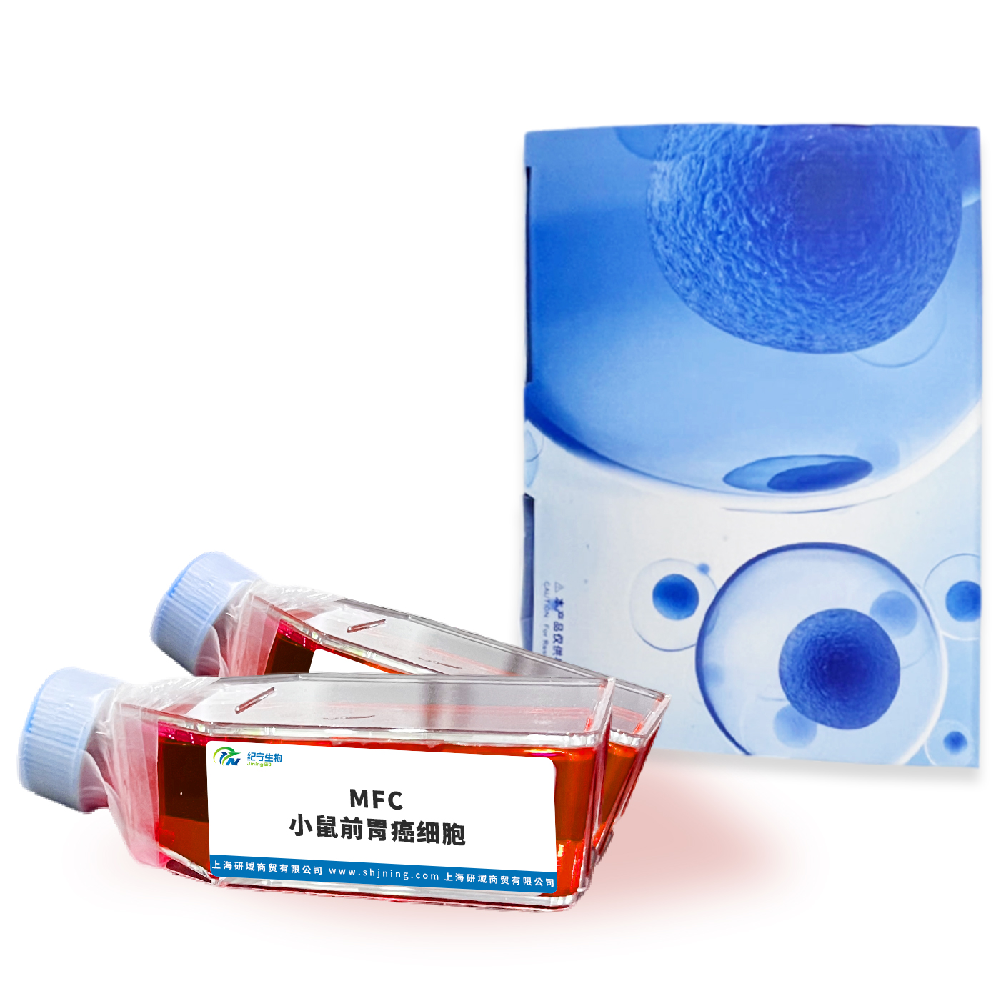 MFC小鼠前胃癌細胞