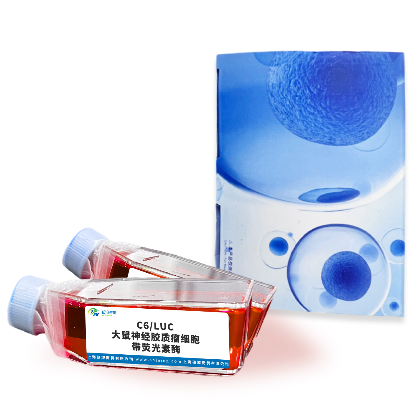 C6/LUC大鼠神經膠質瘤細胞帶熒光素酶