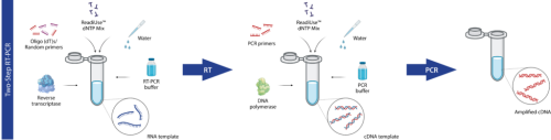 RT-PCR